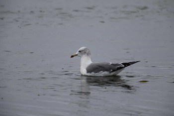 ウミネコ 網走港 2019年8月21日(水)