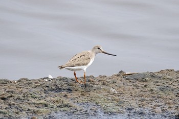 ソリハシシギ 星が浦川 2019年8月22日(木)