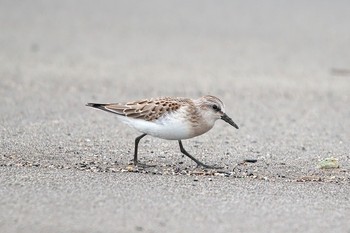 トウネン 星が浦川 2019年8月22日(木)