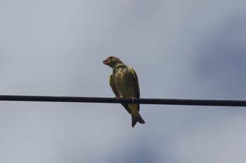 Grey-capped Greenfinch 長野県（中信） Thu, 8/22/2019