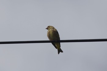 Grey-capped Greenfinch 長野県（中信） Thu, 8/22/2019