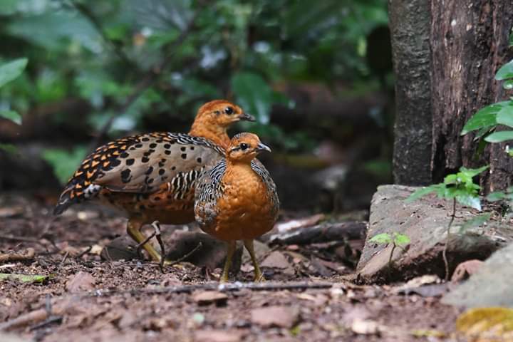 Ferruginous Partridge