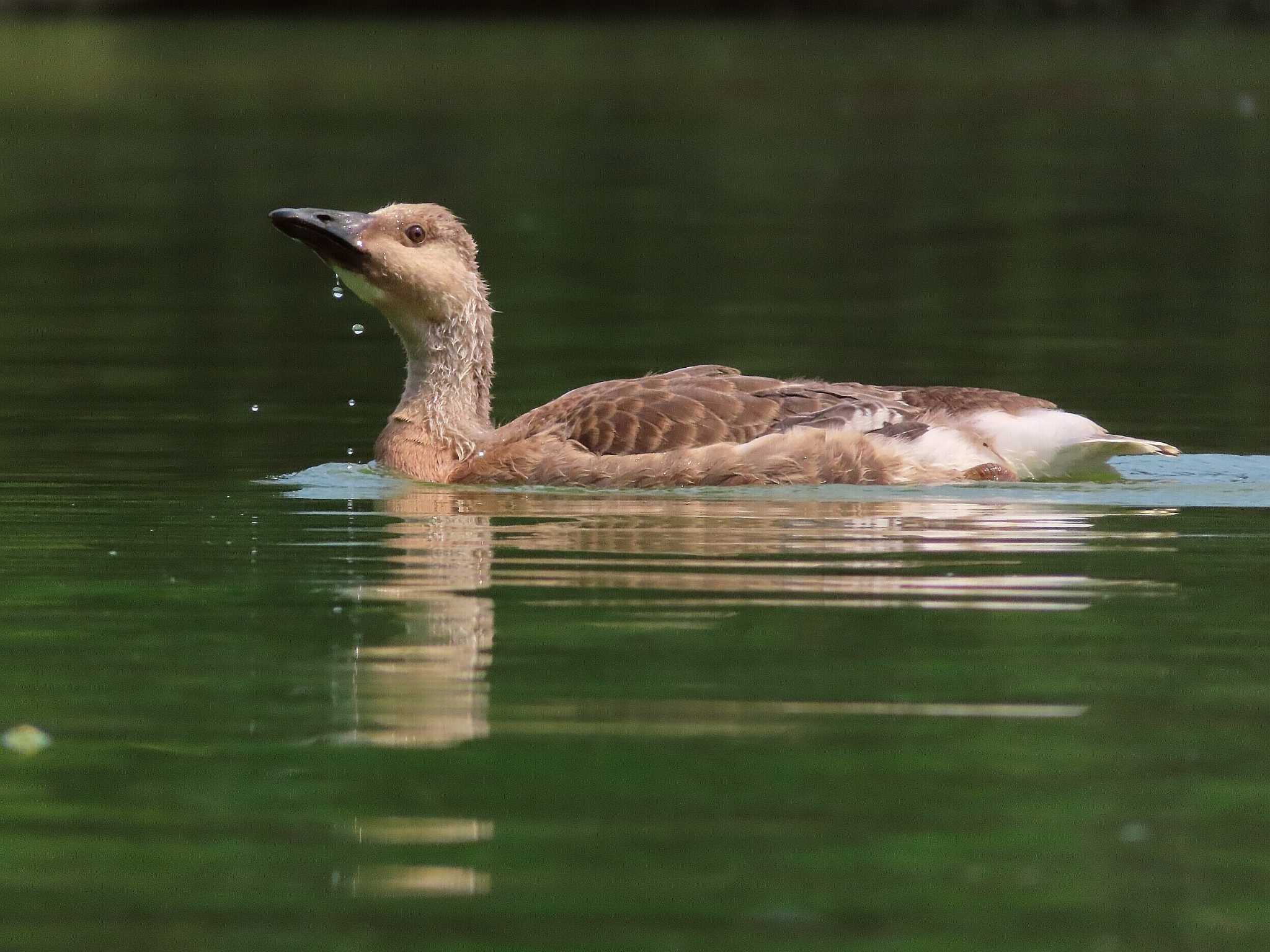 大池親水公園 サカツラガンの写真 by kou