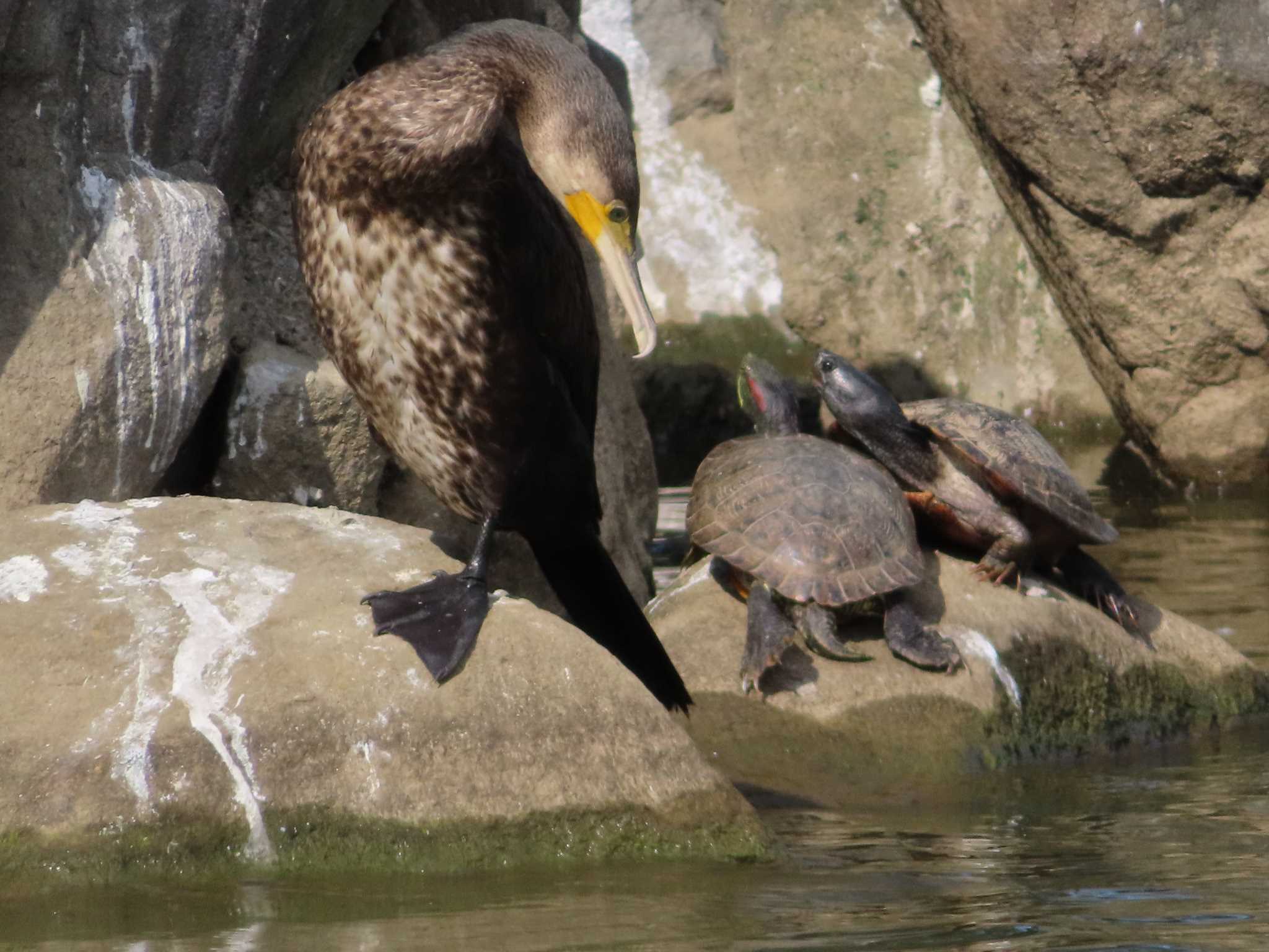 大池親水公園 カワウの写真 by kou