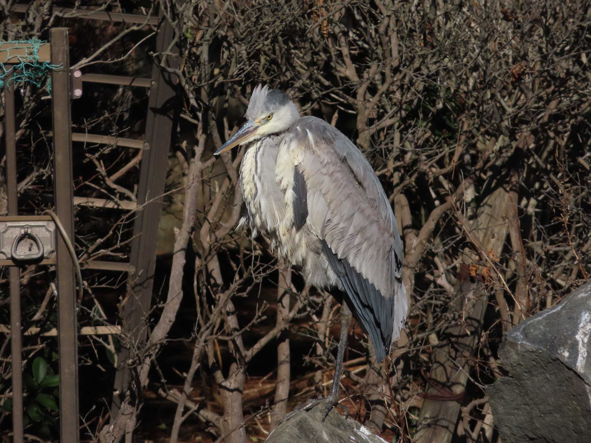 大池親水公園 アオサギの写真 by kou