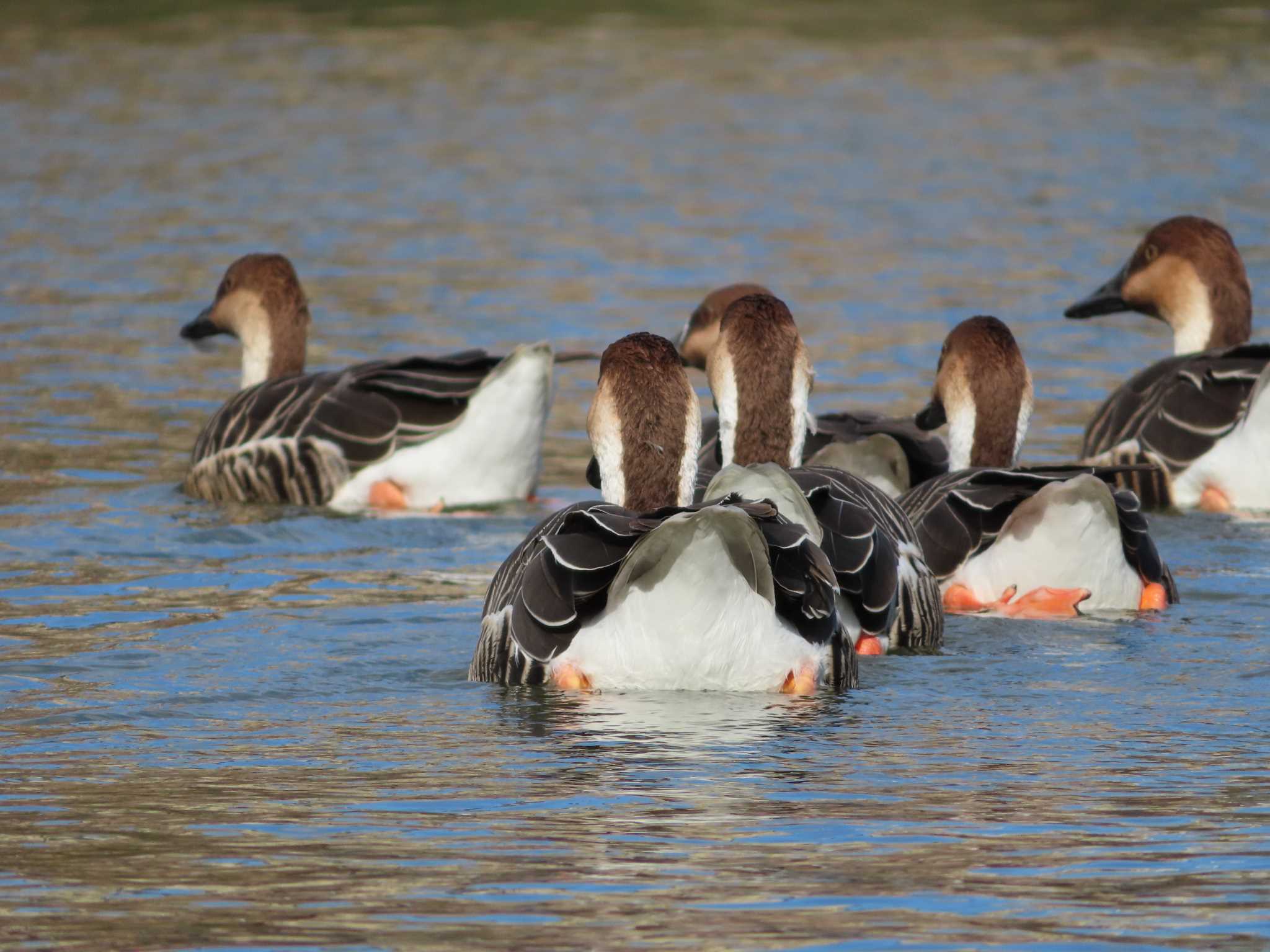 大池親水公園 サカツラガンの写真