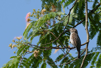 Asian Brown Flycatcher Unknown Spots Sun, 8/4/2019