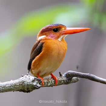 Sulawesi Dwarf Kingfisher Tangkoko NR(Indonesia Sulawesi Island) Mon, 8/12/2019