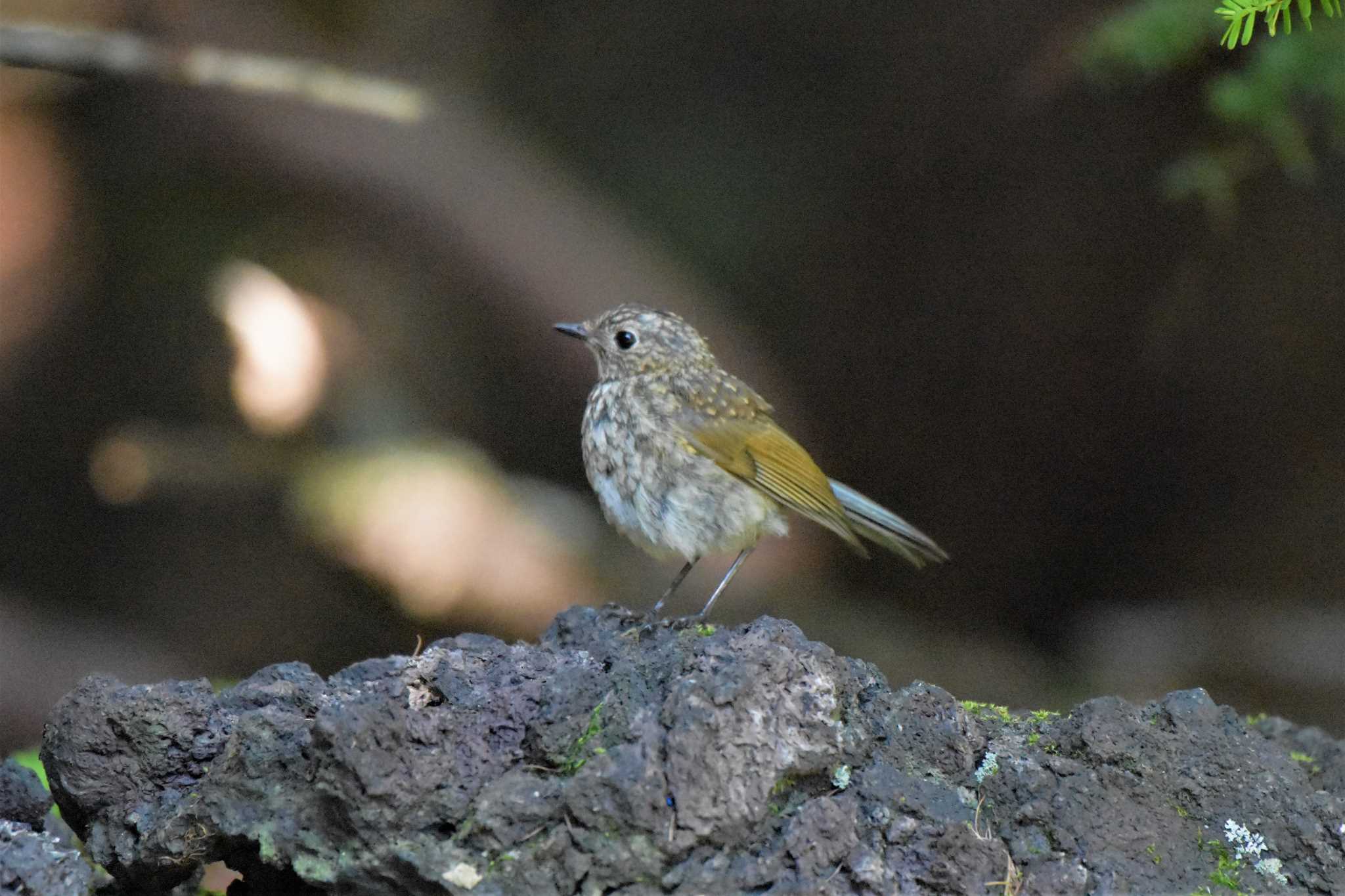 ルリビタキ　幼鳥