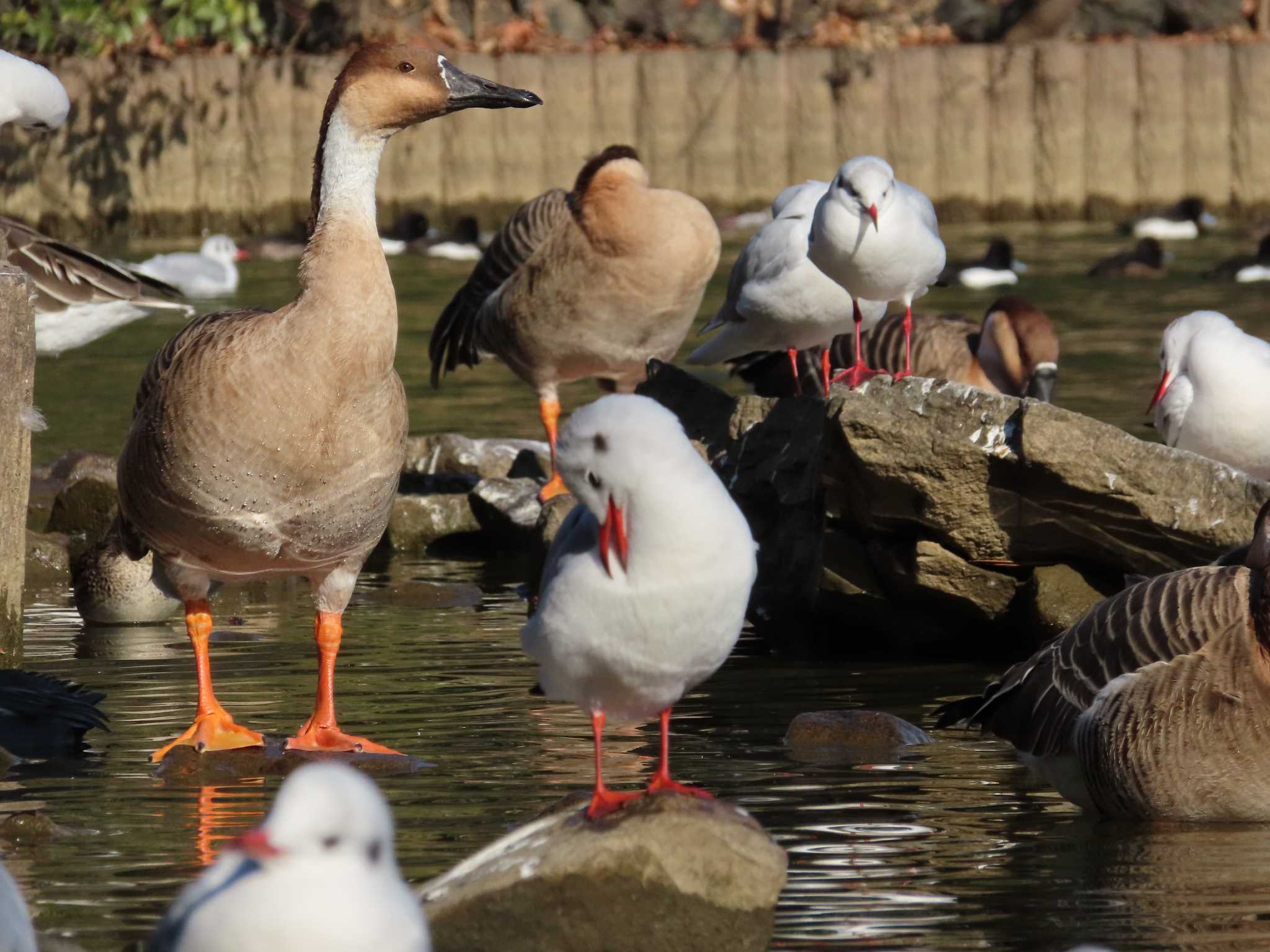 大池親水公園 サカツラガンの写真