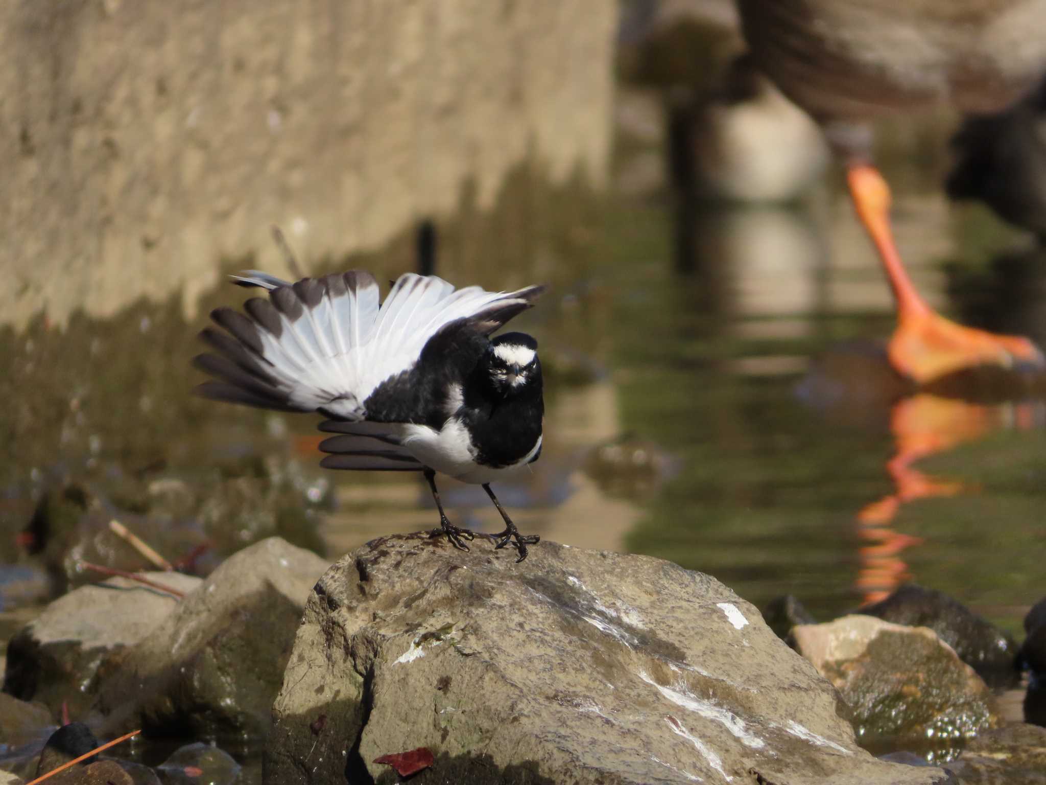 大池親水公園 セグロセキレイの写真