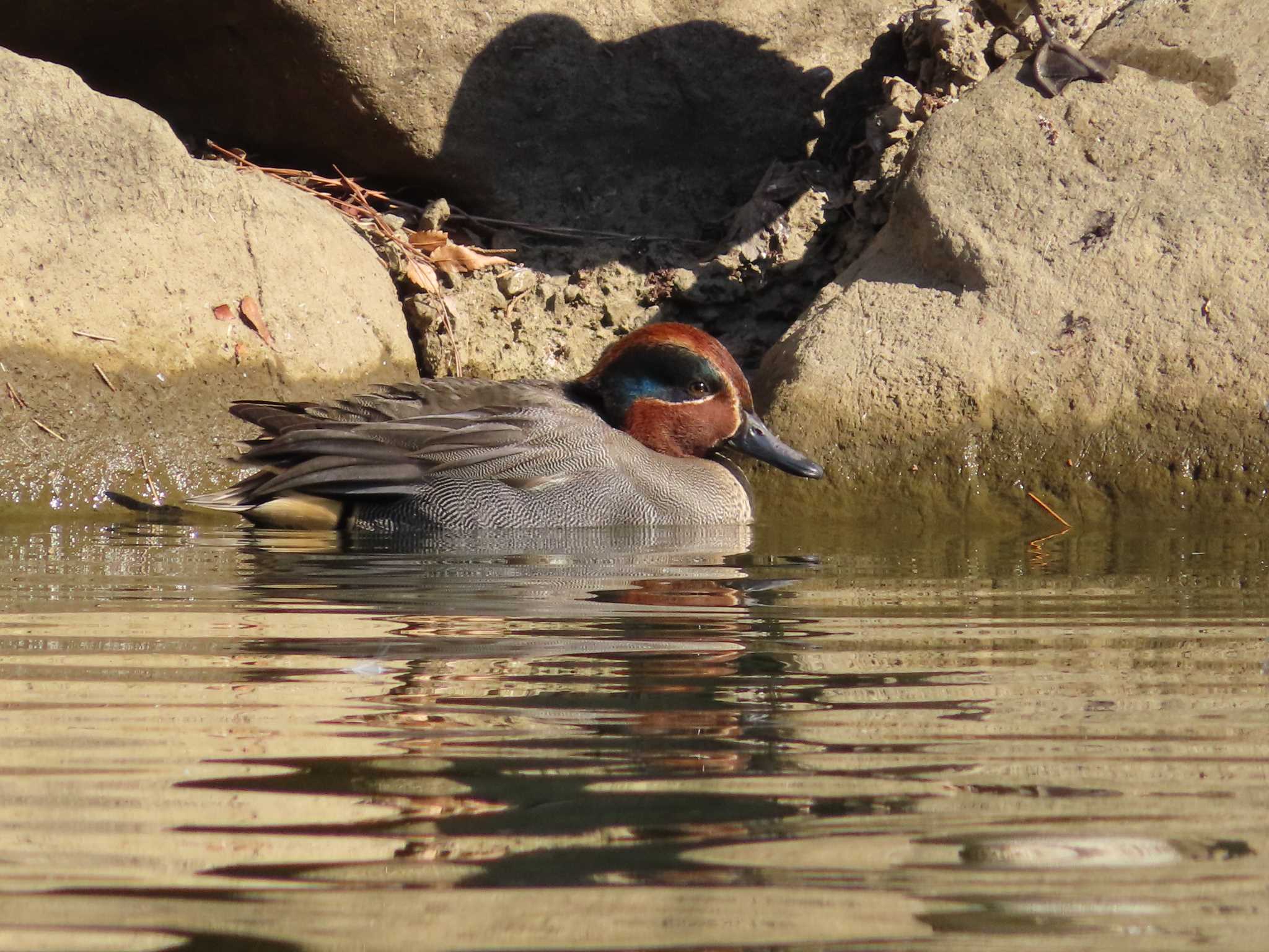 大池親水公園 コガモの写真