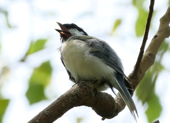 シジュウカラ 伊佐沼公園 2019年8月20日(火)