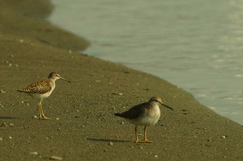 タカブシギ 酒匂川 2019年8月18日(日)