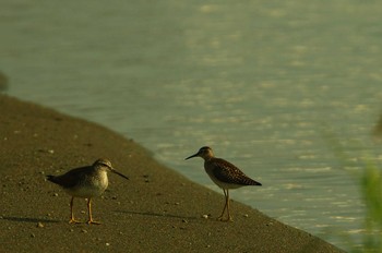 タカブシギ 酒匂川 2019年8月18日(日)