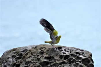 アオバト 大磯照ヶ崎海岸 2019年8月22日(木)