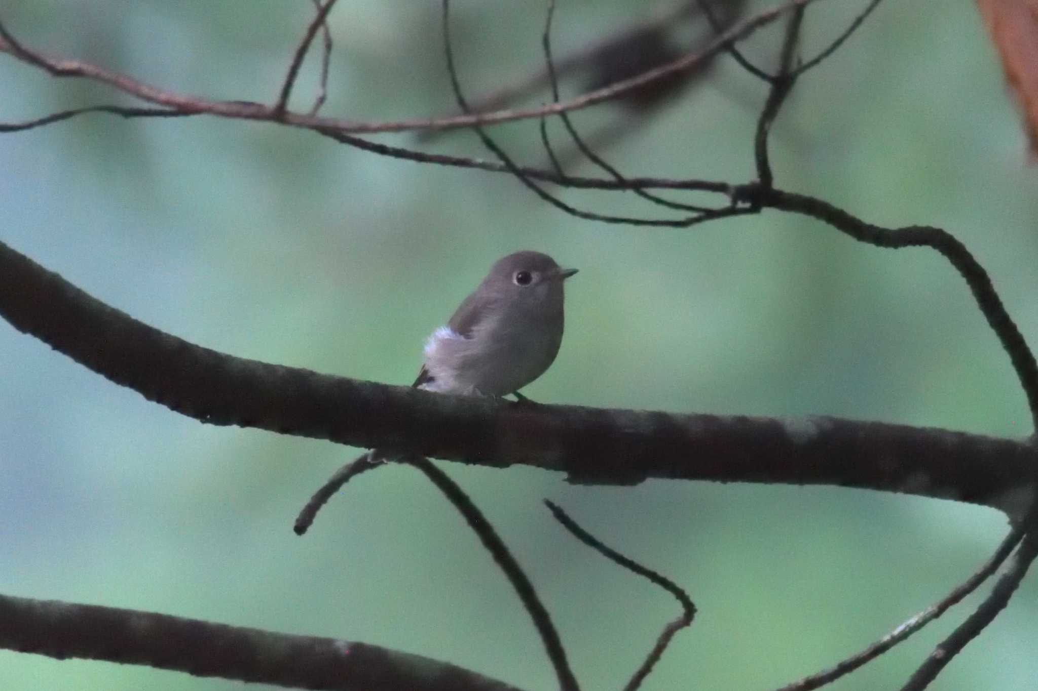 滋賀県甲賀市甲南町創造の森 コサメビタキの写真