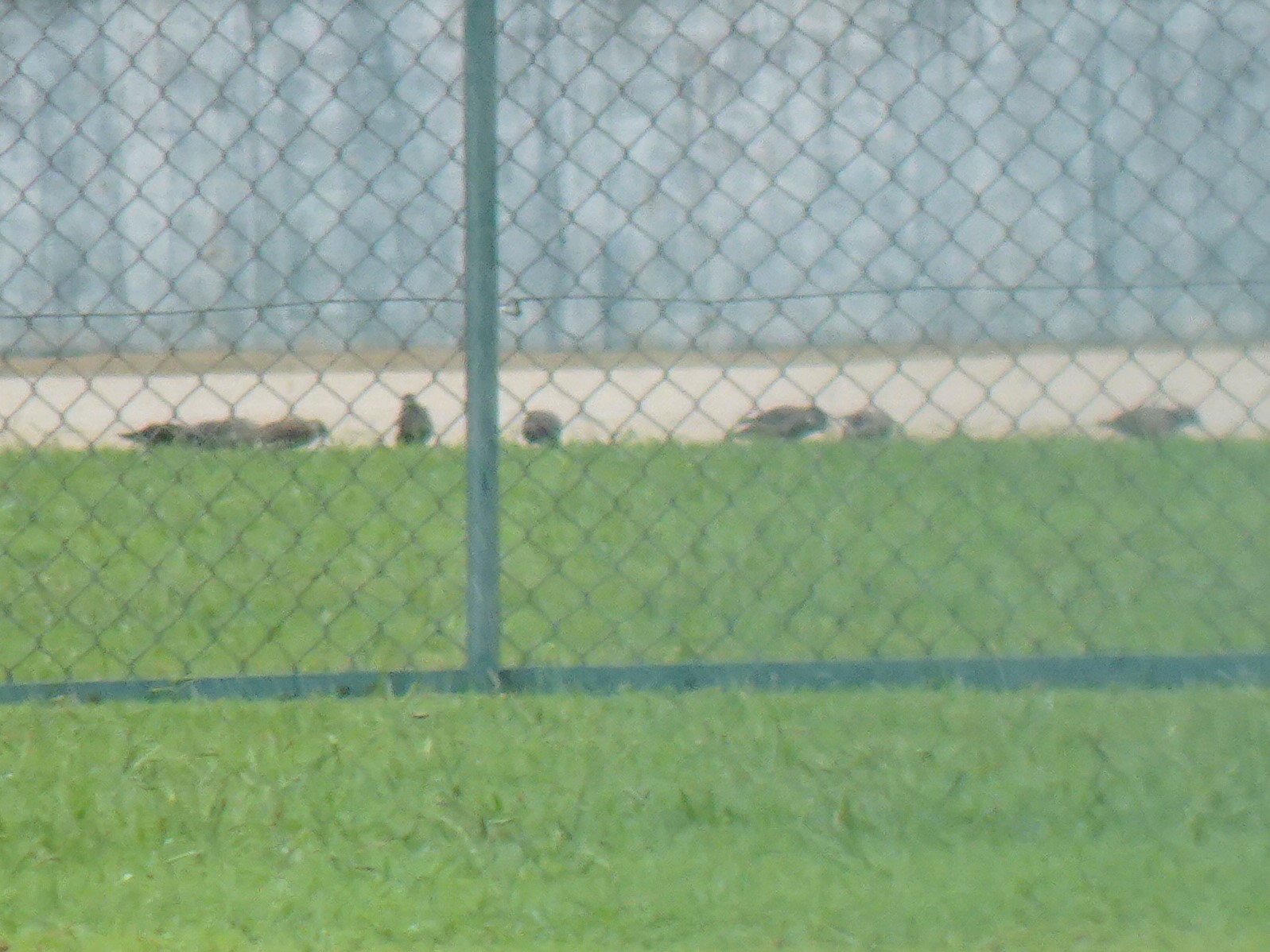 Photo of White-cheeked Starling at Hattori Ryokuchi Park by マル