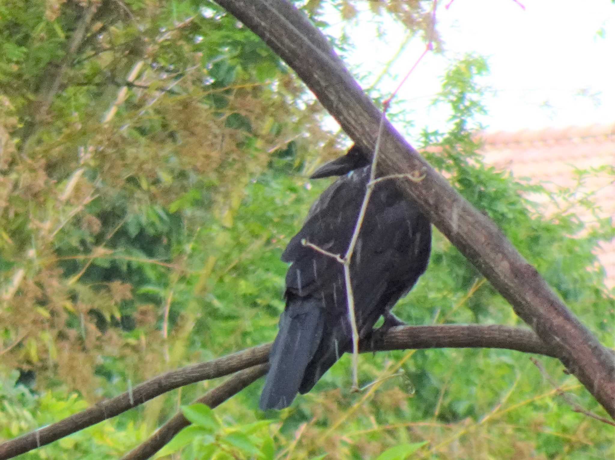 Carrion Crow