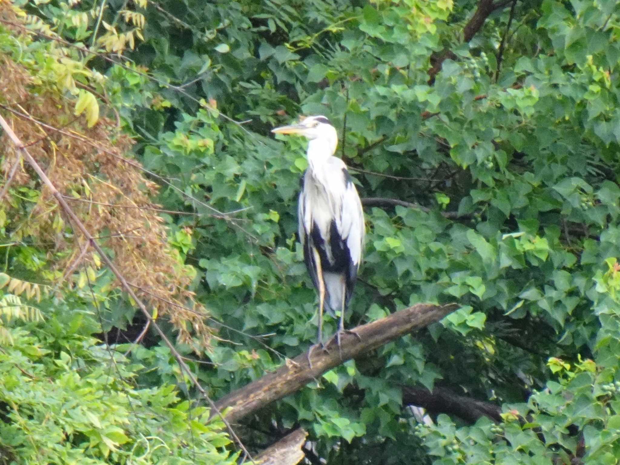 Grey Heron