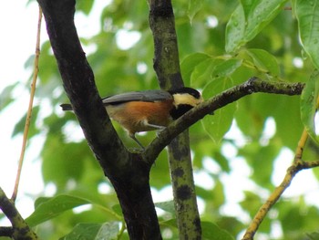 2019年8月23日(金) 服部緑地の野鳥観察記録