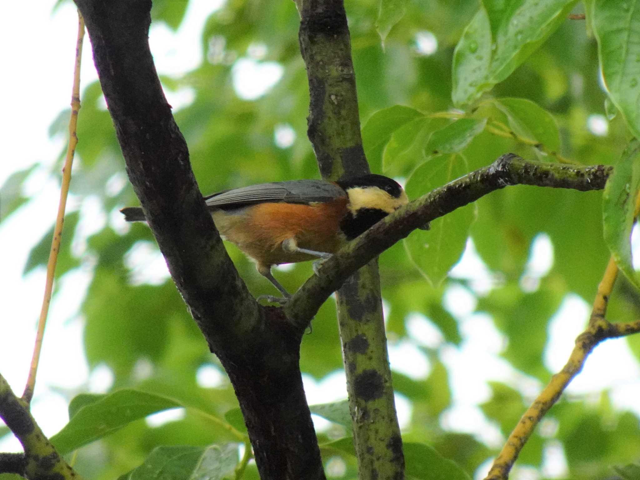 Photo of Varied Tit at Hattori Ryokuchi Park by マル