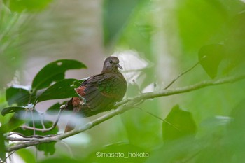 Stephan's Emerald Dove Tangkoko NR(Indonesia Sulawesi Island) Mon, 8/12/2019