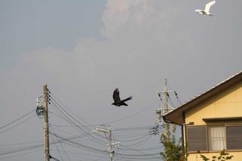 未同定 場所が不明 2019年8月19日(月)