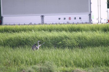 Unknown Species 玉越池 〒479-0853 愛知県常滑市本郷町１丁目 Mon, 8/19/2019