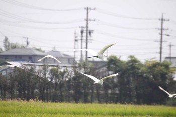 Unknown Species 玉越池 〒479-0853 愛知県常滑市本郷町１丁目 Mon, 8/19/2019