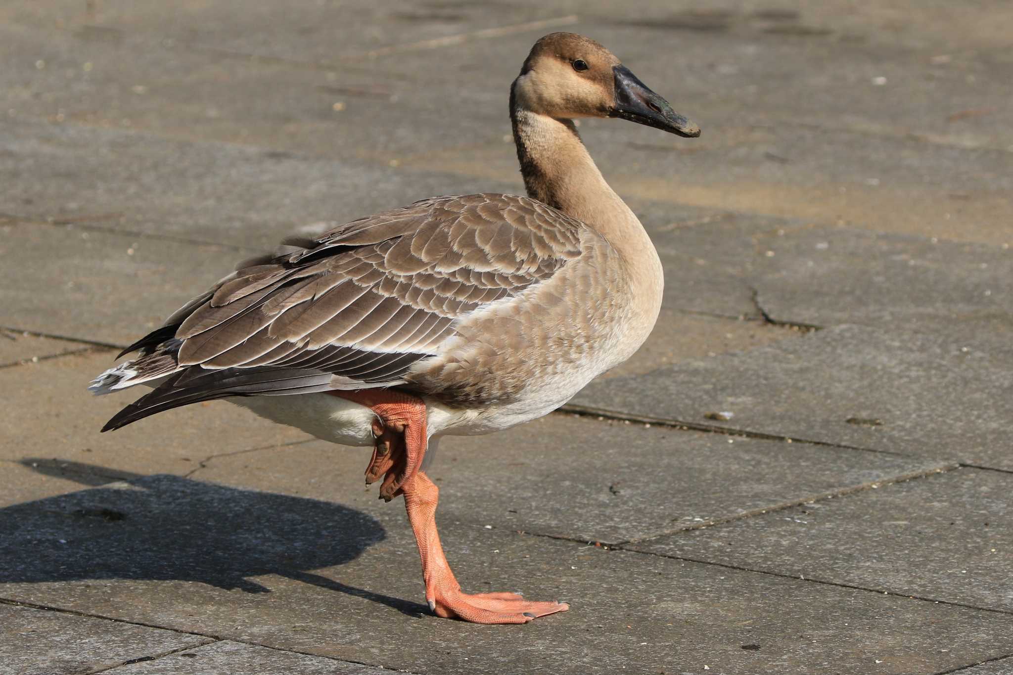 大池親水公園 サカツラガンの写真