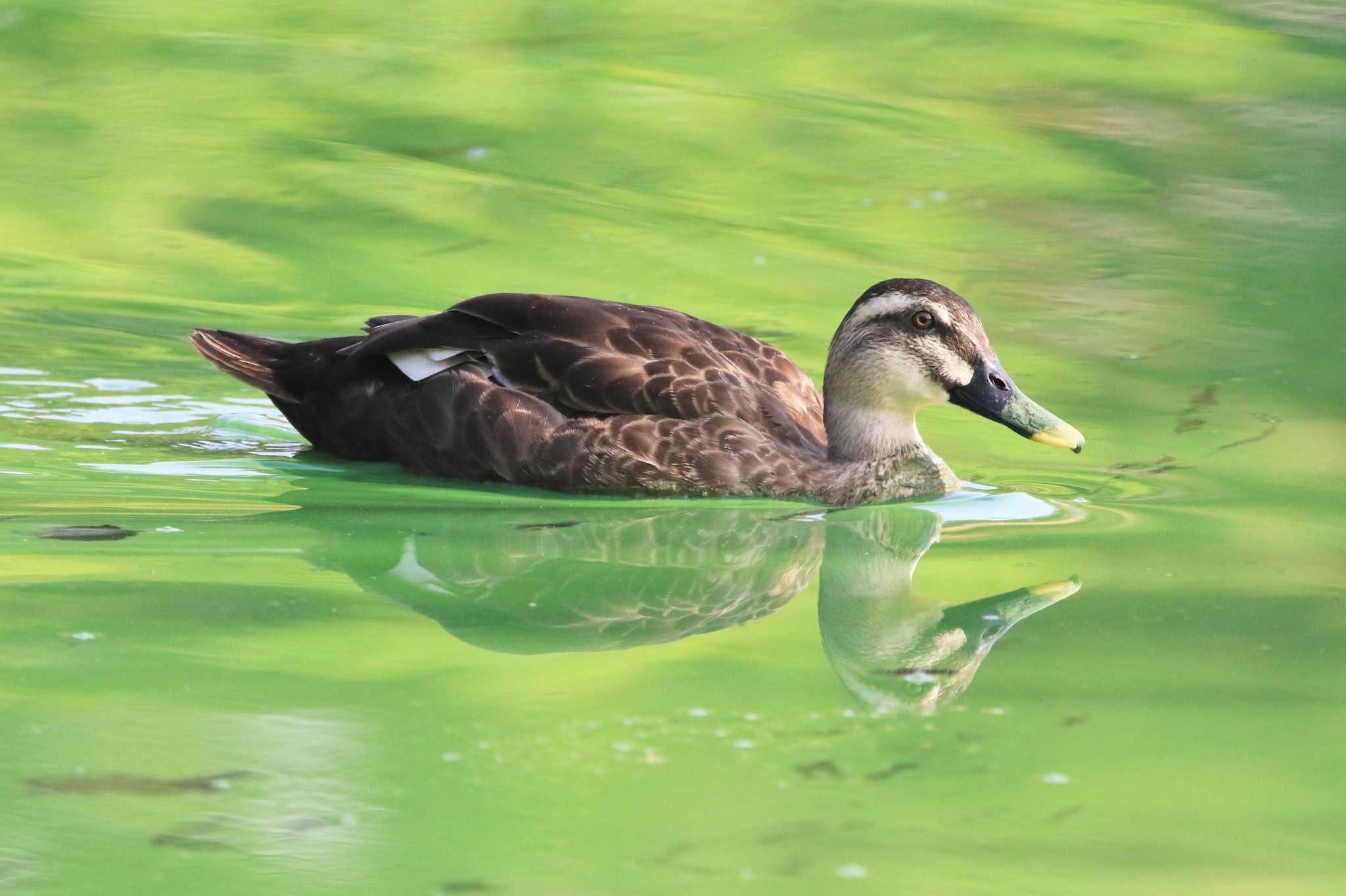 大池親水公園 カルガモの写真