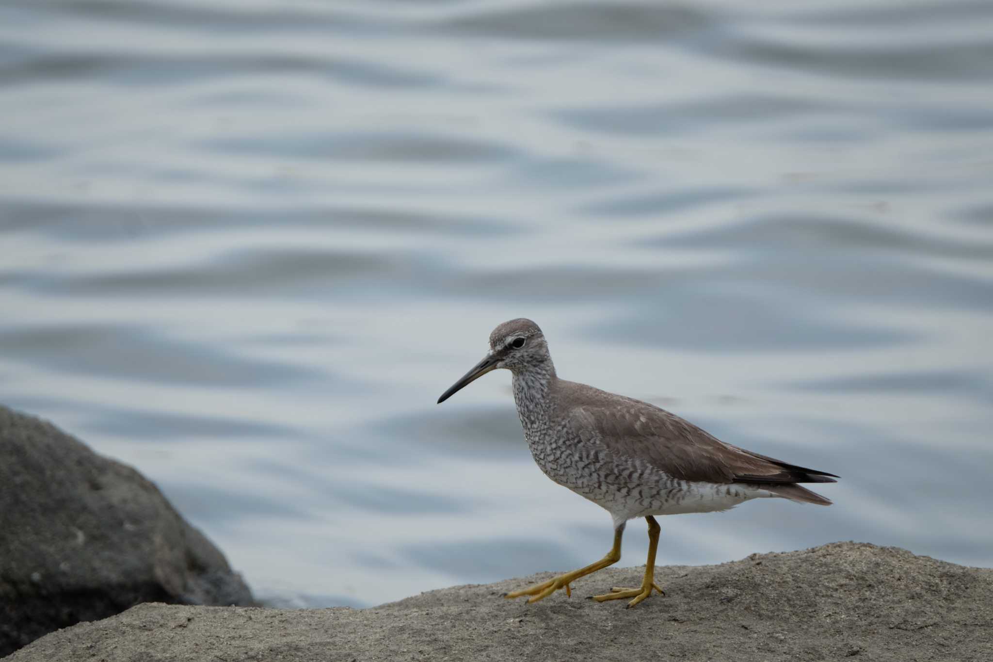 東京港野鳥公園 キアシシギの写真 by toru