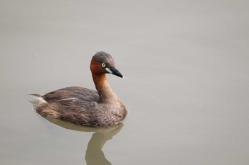 Sat, 8/24/2019 Birding report at Tokyo Port Wild Bird Park