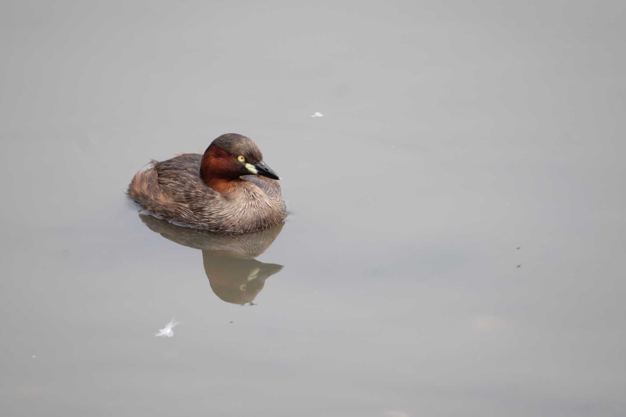 東京港野鳥公園 カイツブリの写真 by toru