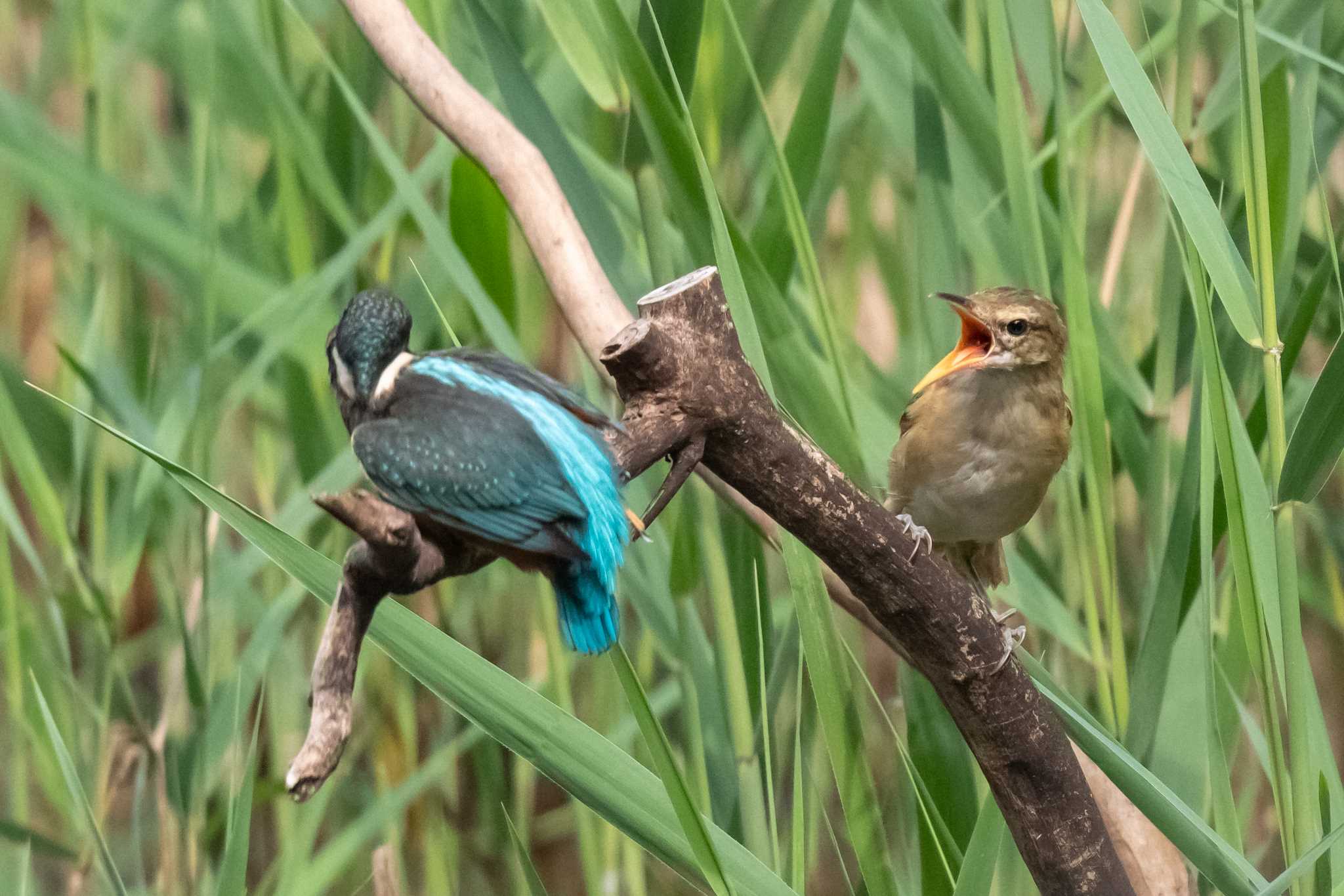 ビビッてます!!オオヨシキリに脅かされ「コラ!!」