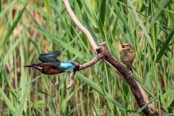 カワセミ 葛西臨海公園 2019年8月24日(土)