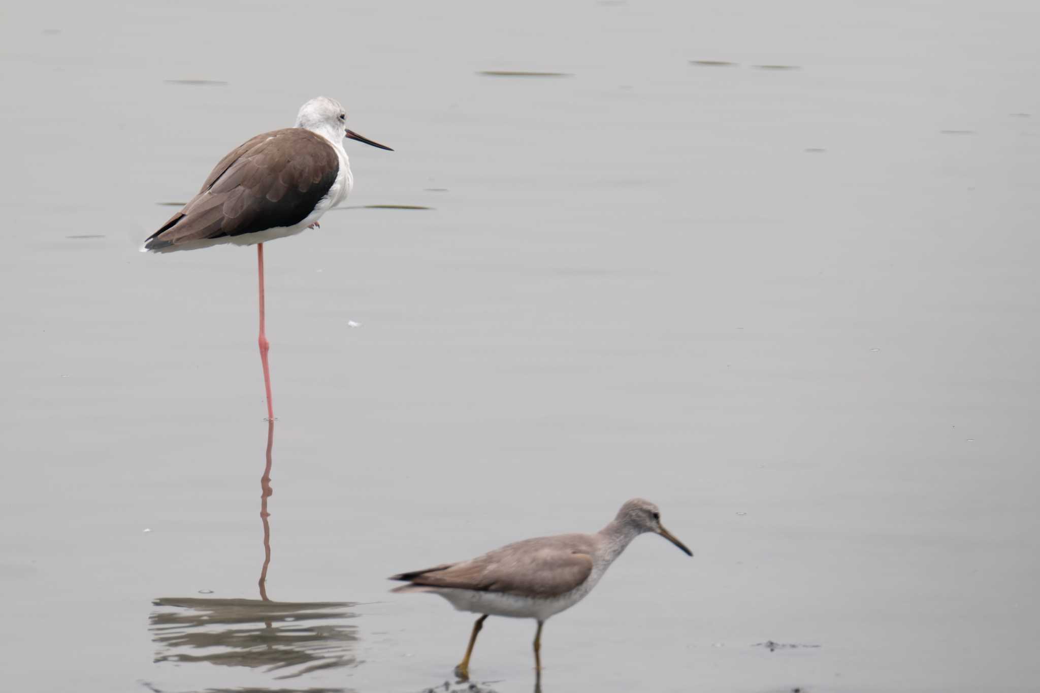 東京港野鳥公園 セイタカシギの写真 by toru