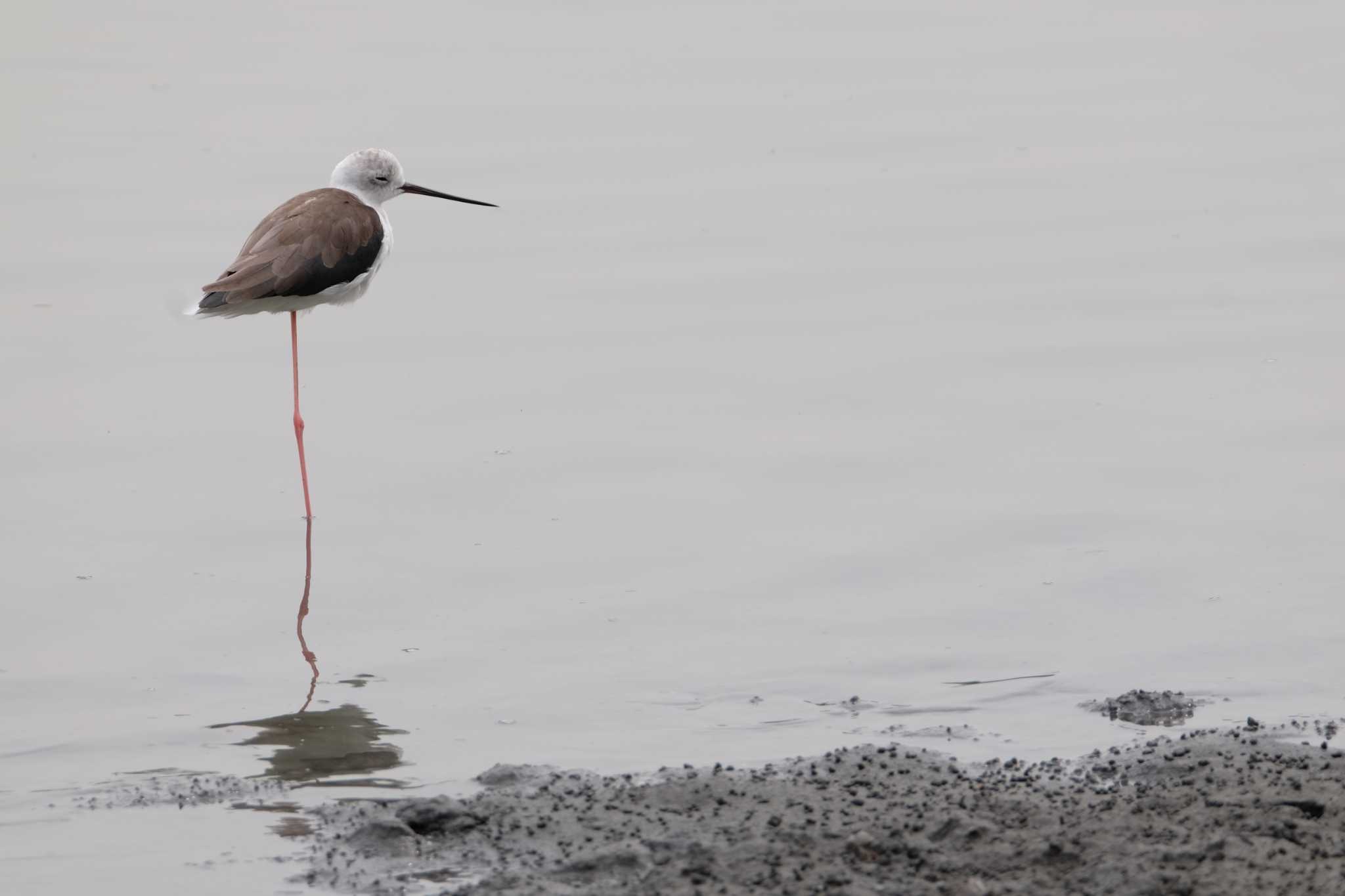 東京港野鳥公園 セイタカシギの写真