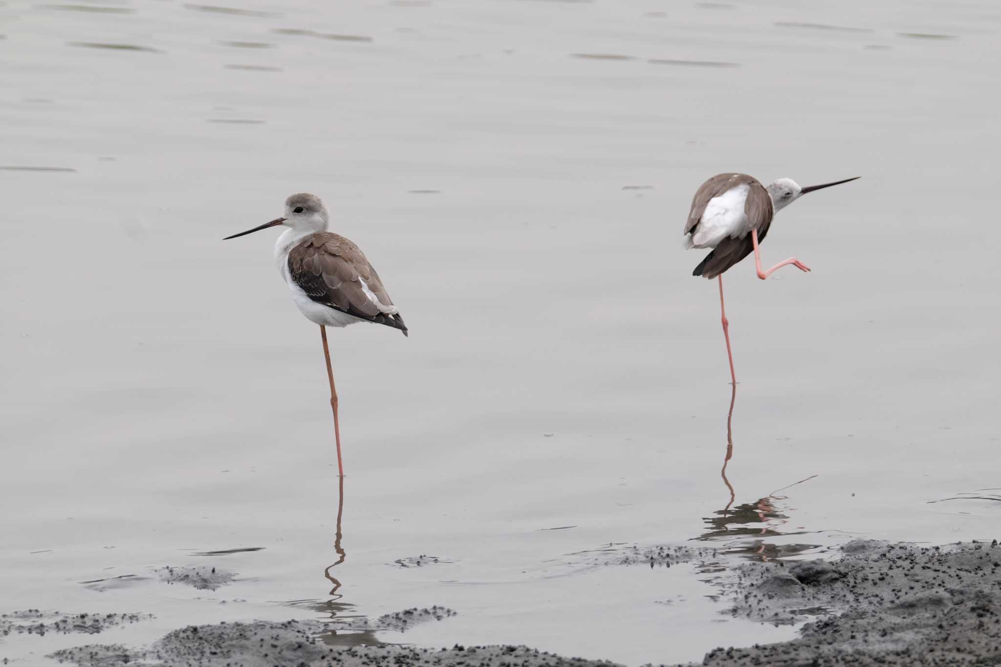 東京港野鳥公園 セイタカシギの写真