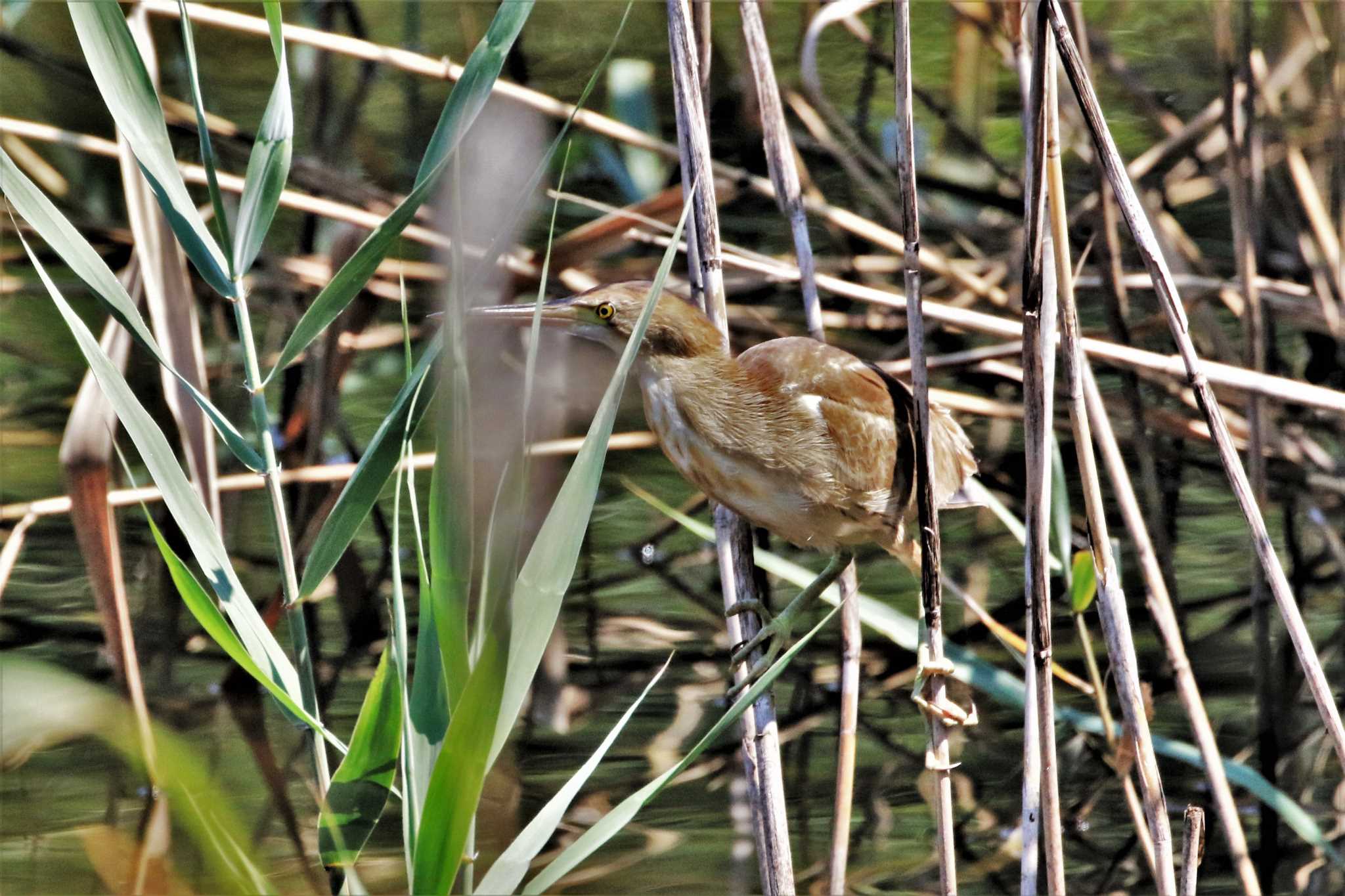 Photo of Yellow Bittern at Kasai Rinkai Park by Susumu Harada