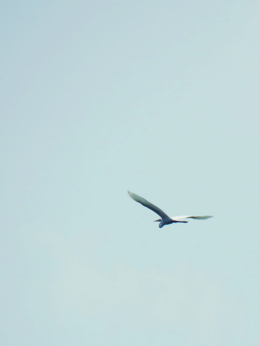 Photo of Great Egret at 多摩川(浅川合流付近) by とろろ