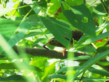 2019年8月24日(土) 多摩川(浅川合流付近)の野鳥観察記録