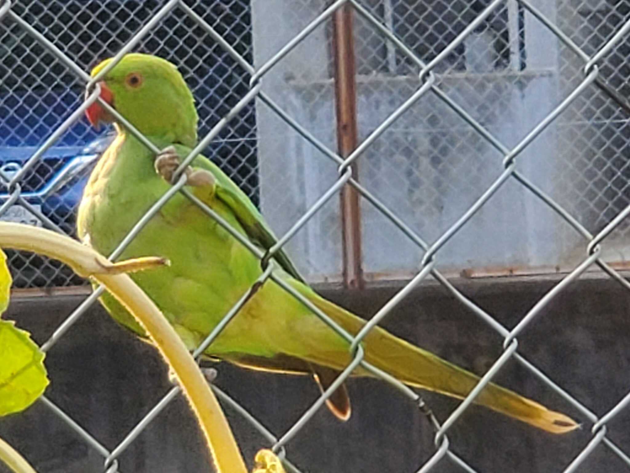 神奈川県川崎市 ワカケホンセイインコの写真 by ベニテング