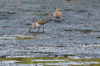 Sat, 8/24/2019 Birding report at 蒲生干潟(仙台市)