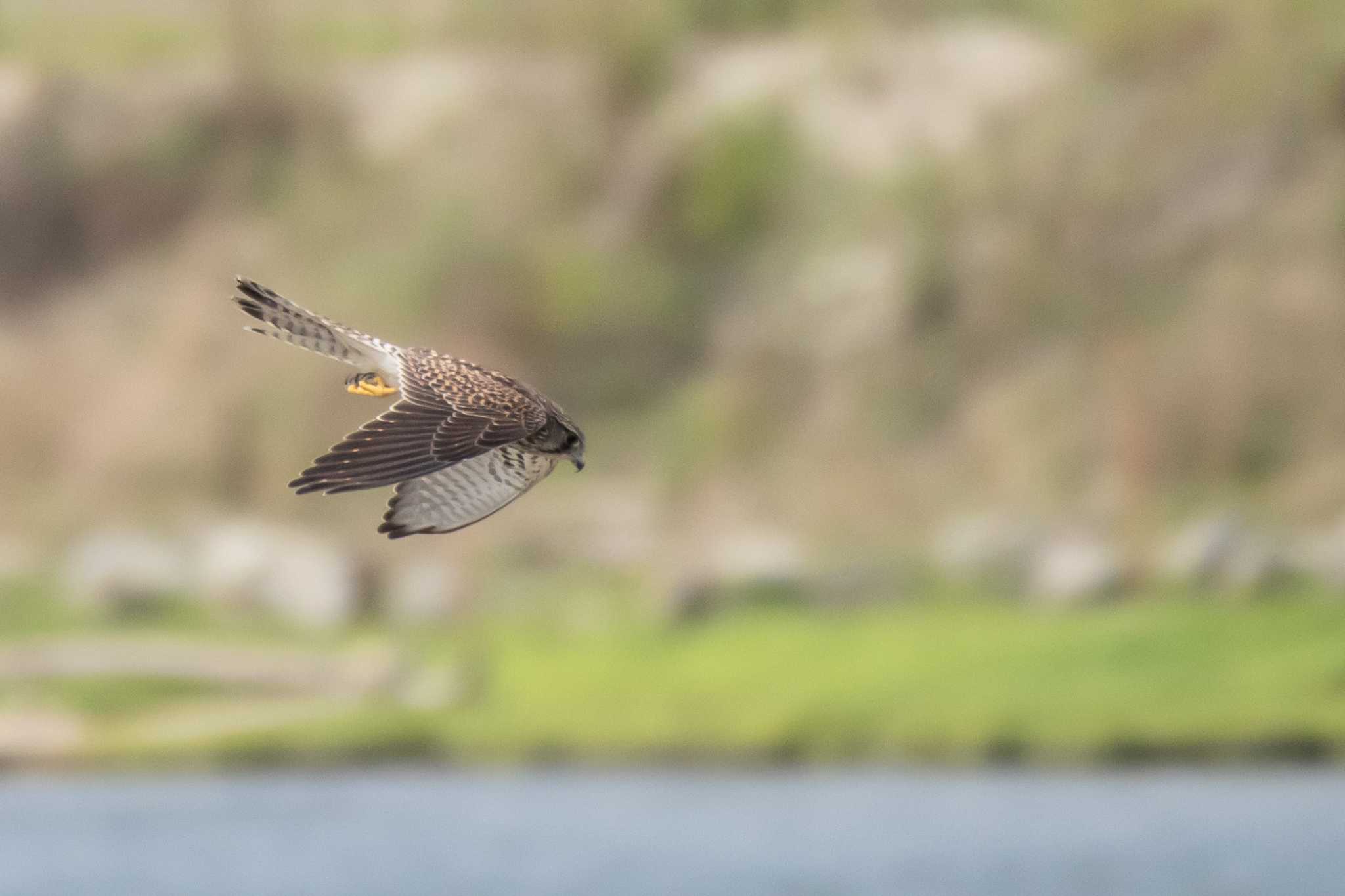 蒲生干潟(仙台市) チョウゲンボウの写真 by かつきち