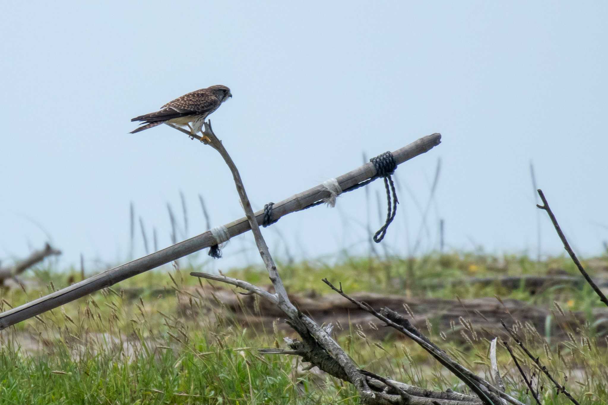 蒲生干潟(仙台市) チョウゲンボウの写真 by かつきち