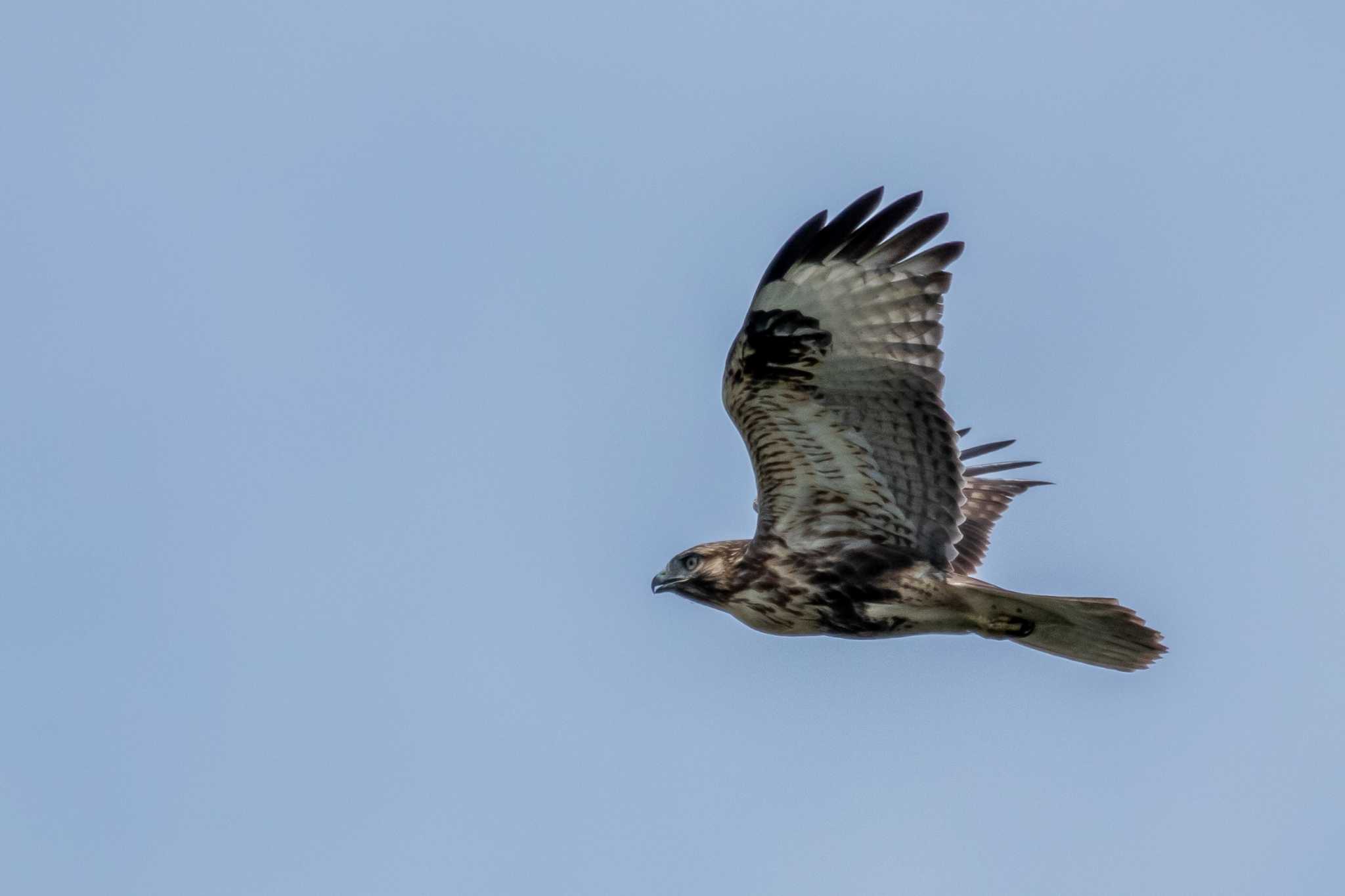 Photo of Eastern Buzzard at 蒲生干潟(仙台市) by かつきち