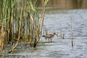 Broad-billed Sandpiper 蒲生干潟(仙台市) Sat, 8/24/2019