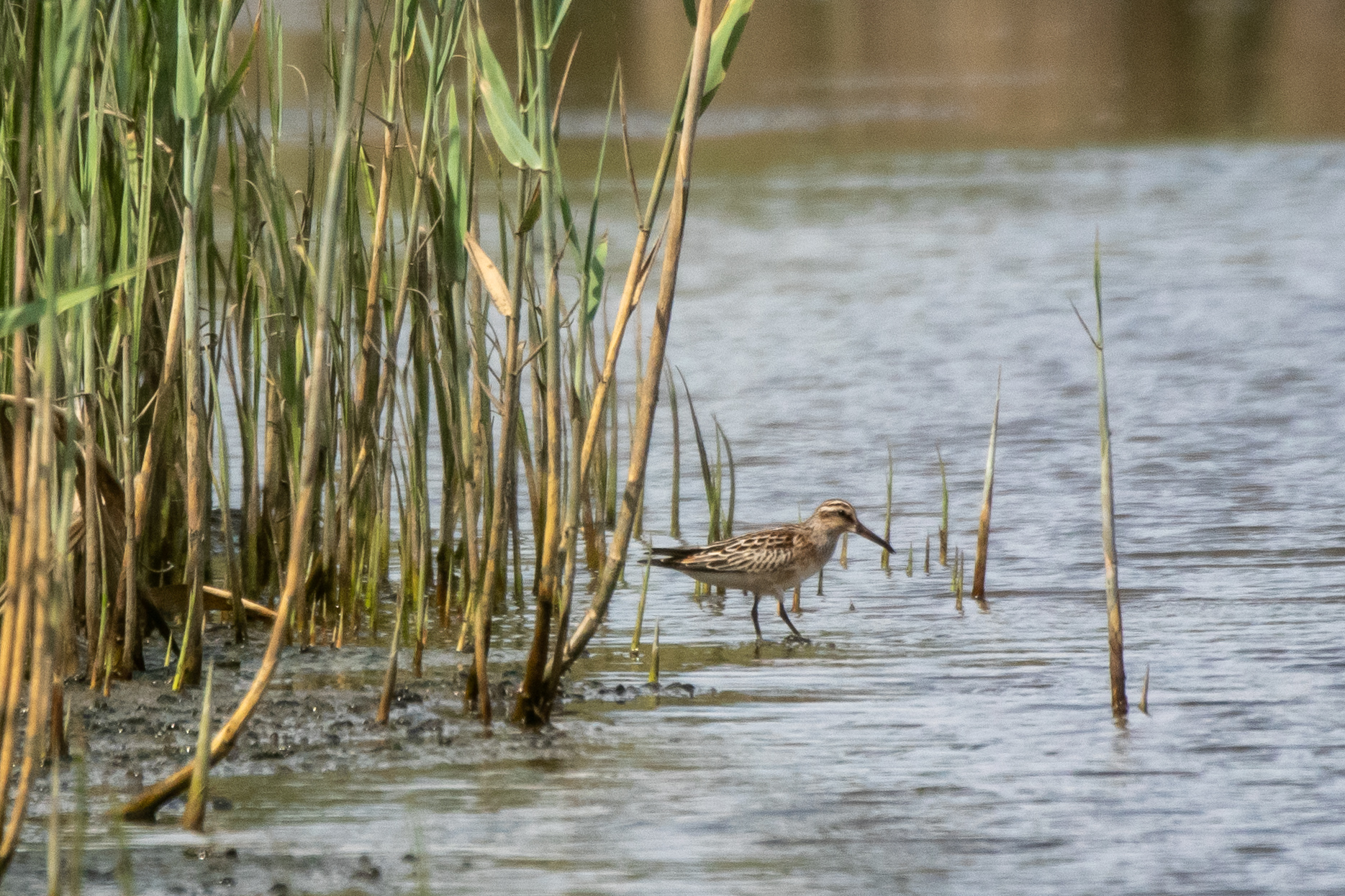 Photo of Broad-billed Sandpiper at 蒲生干潟(仙台市) by かつきち